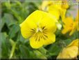 yellow pansy flower