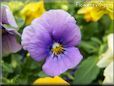 purple blue pansy flower