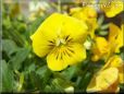 yellow pansy flower