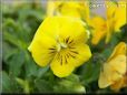 yellow pansy flower