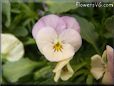 light pink flower