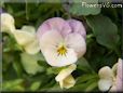 light pink flower