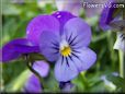 light blue pansy flower