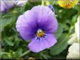 purple blue pansy flower