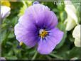 purple blue pansy flower