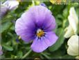 purple blue pansy flower