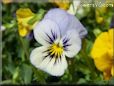 blue purple pansy flower