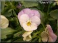 light pink flower