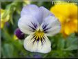 blue purple pansy flower