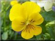 yellow pansy flower