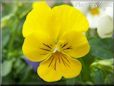 yellow pansy flower