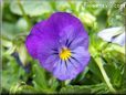 blue purple pansy flower