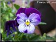 blue purple pansy flower