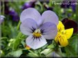 baby blue white pansy flower