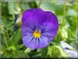 blue purple pansy flower