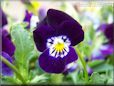 purple pansy flower