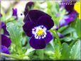 purple pansy flower