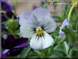 blue purple pansy flower