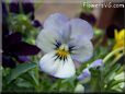 blue purple pansy flower