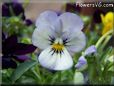 blue purple pansy flower