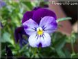 blue purple pansy flower