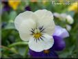 purple white pansy flower