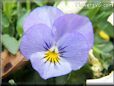 light blue pansy flower