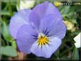 light blue pansy flower