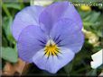 light blue pansy flower