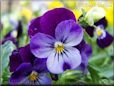 blue purple pansy flower