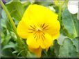 yellow pansy flower