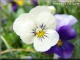 purple white pansy flower