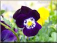 purple pansy flower