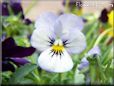 blue purple pansy flower