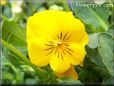 yellow pansy flower