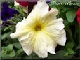 yellow petunia flower