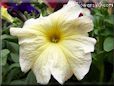 yellow petunia flower
