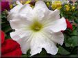 white petunia flower
