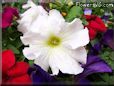 white petunia flower
