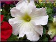 white petunia flower