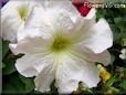 white petunia flower