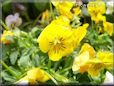 yellow pansy flower