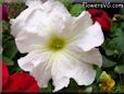 white petunia flower