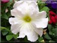 white petunia flower