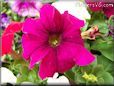 petunia flower