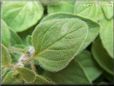 Greek Oregano herb pictures