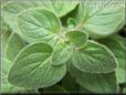  greek oregano