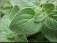  greek oregano