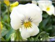 purple white pansy flower