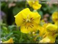 yellow pansy flower